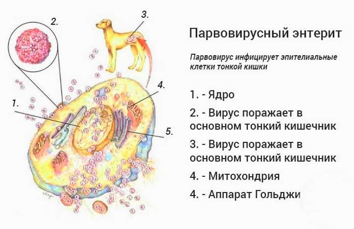 Энтерит